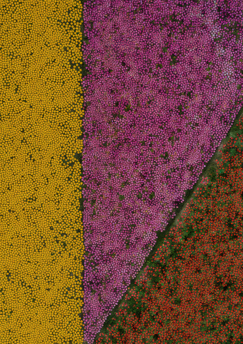 Aerial Flower Field Abstract Print – A2 Printable PDF