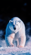 Arctic Majesty Polar Bear Wallpaper Pack – 3 High-Res 4K Mobile Backgrounds