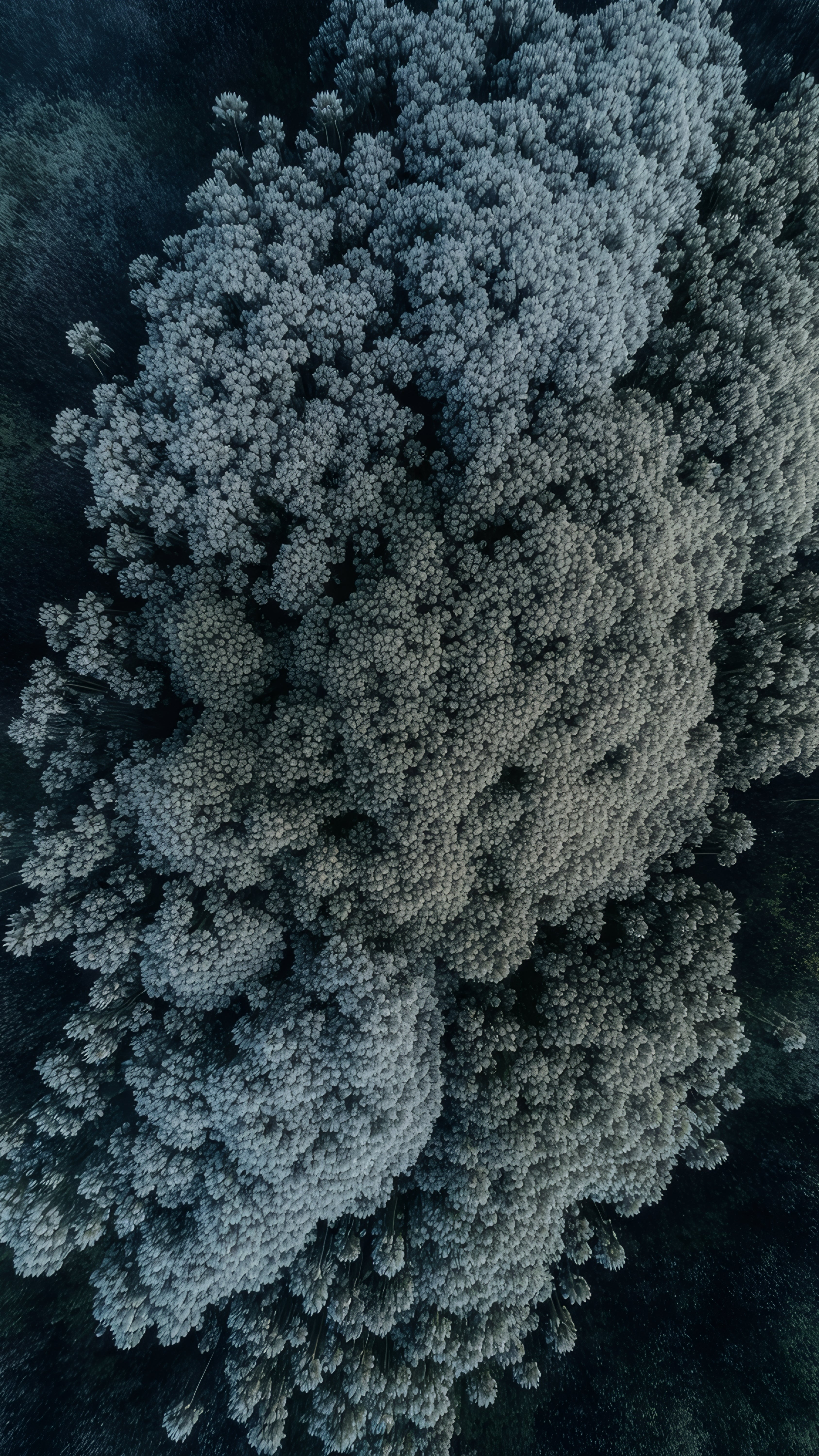 Aerial Frosted Forest Phone Wallpaper – 4K Digital Download